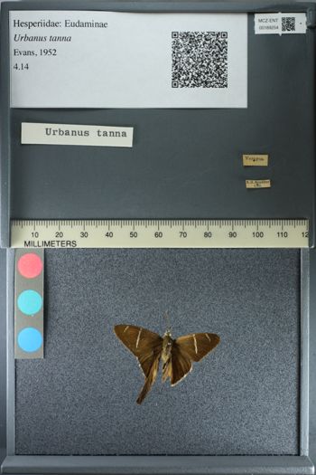 Media type: image;   Entomology 189254